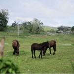 La Finca de Argyll, St Mary (2012 nov)