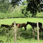 Argyll Farm, St Mary (Nov 2012)